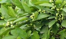 花瓣飘香满心扉 ――读《永远的香橙树》有感_1200字