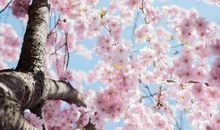 成考本科，专科英语高分作文通关秘诀