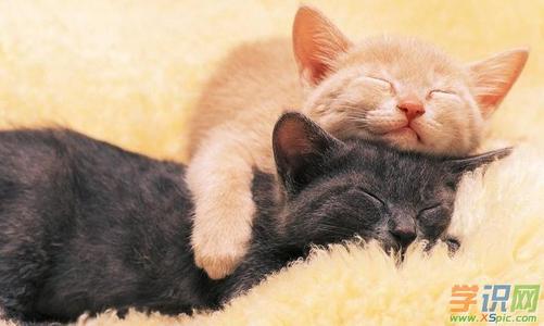 可爱的小猫-我喜欢的动物作文400字