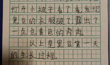 我和黑豆一般小作文