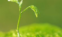 小学生关于珍惜生命的作文350字怎么写