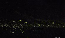 点点萤火，汇成人间星河_抗疫情作文1000字