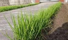 葱 植物给我的启示作文900字