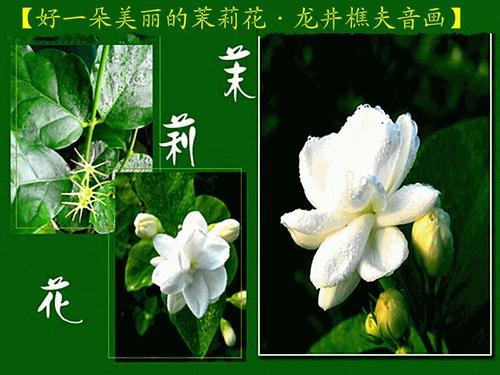 善良是一朵美丽的花-读《成全善良》有感300字