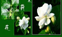 善良是一朵美丽的花-读《成全善良》有感300字