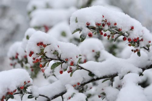 2017年的第一场雪_650字