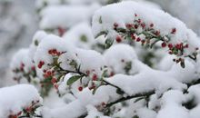 2017年的第一场雪_650字