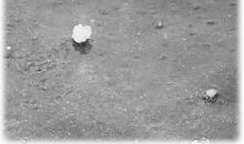 可怕的冰雹 日记一则200字