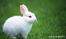 五年级作文：捉兔子