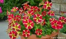 三年级作文：我爱上了种花