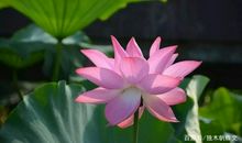 四年级作文：赏荷记