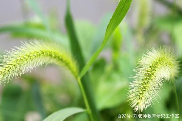 提升学生“文言文”学习兴趣,增强“文言文”学习能力 3