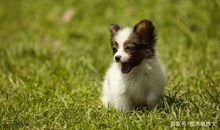 四年级作文：邻居家的小狗