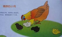 三年级作文：离群的小鸡