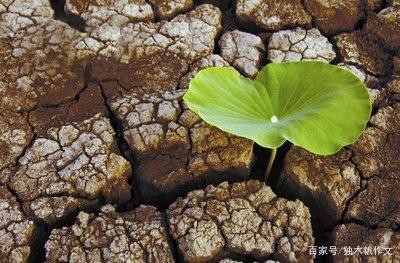 四年级作文:顽强的生命