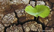 四年级作文：顽强的生命