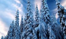 雪松的启示哲理故事