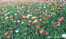 《从零开始学写作》读后感