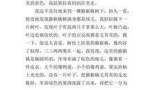 介绍猕猴桃的作文