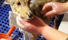 给狗狗洗澡作文