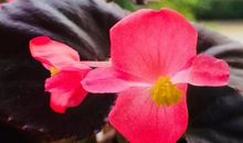 四六级作文点津（4）：选词操练