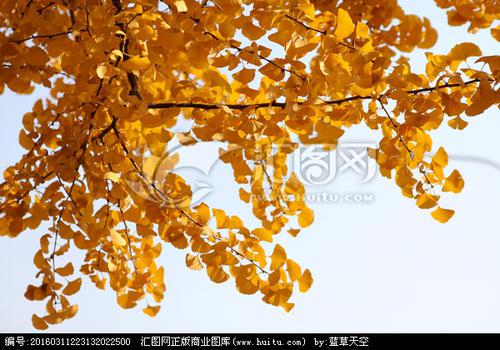 秋天的银杏叶_600字