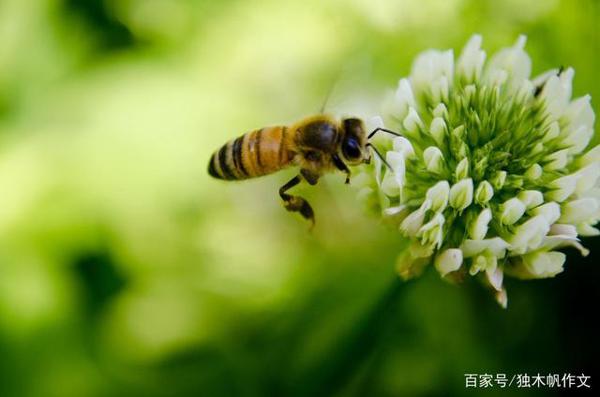 初一作文:生命的季节