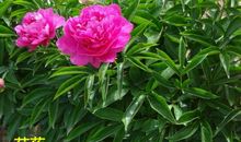 牡丹变芍药作文