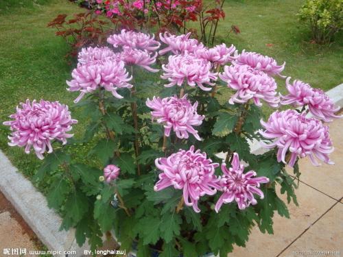 2004年重庆高考满分作文：菊花飘香的时节_1000字