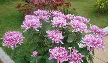 2004年重庆高考满分作文：菊花飘香的时节_1000字