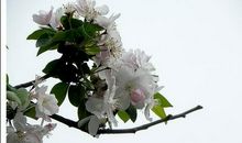 遇见那棵海棠-优秀记叙文700字