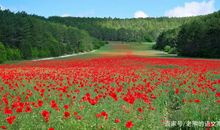 高考作文辅导140（模拟考作文推送）：以运动之我，助体育强国