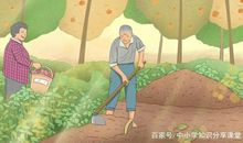 爷爷的菜园――我的乐园作文800字