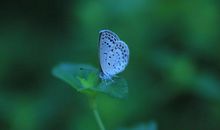 养蝴蝶的感觉真好 观察昆虫的作文700字