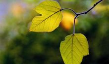 学生作文：疫情之下的网课有感