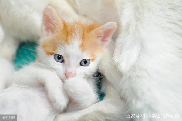 小学生作文:西红柿竟然是一只猫?语文老师:这样写才出其不意 4