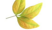 秋叶的旅行 叶子的自述作文600字