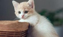 黄老师教你基础作文——写物（动物）的作文