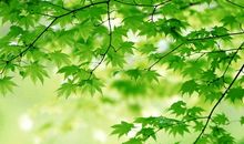 关于春天植物的作文