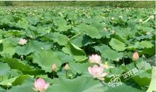 荷香满塘 写荷花的作文600字