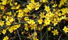 关于春天迎春花的作文