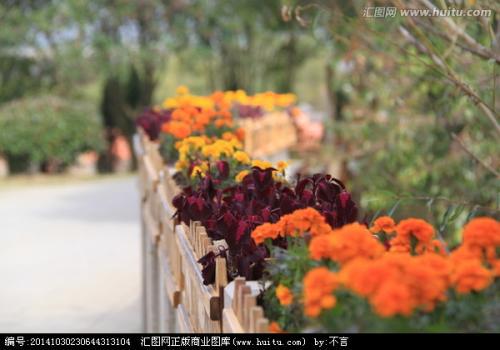 一路跌跌撞撞 一路鲜花开放_750字