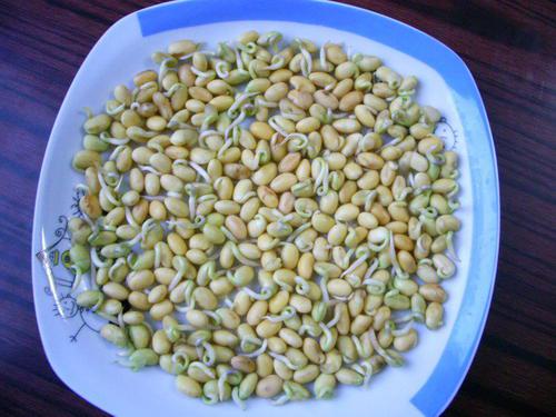 泡豆子连续观察日记
