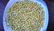 泡豆子连续观察日记