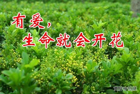 那里有爱_450字