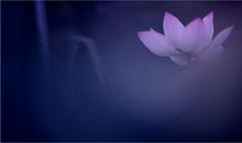 慈善若莲的作文