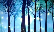 难忘的夏夜作文