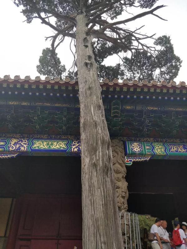 （15届游学）刘颖：文化作文游学感悟 4