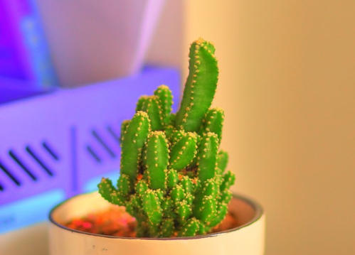 优秀植物作文范文11篇：仙人掌的作文
