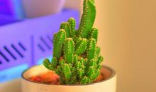 优秀植物作文范文11篇：仙人掌的作文